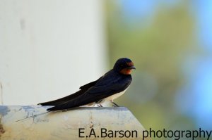 swallow