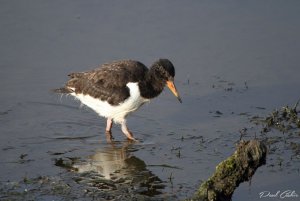 Oystercatcher juvenile