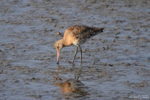 Bartailed godwit