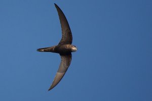 Common Swift with full mouth/crop