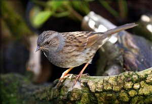 Dunnock