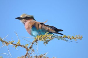 Lilac Breasted Roller