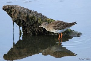 Redshank