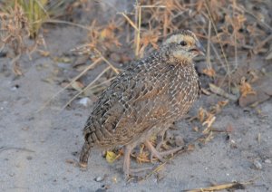 Juvenile Natal Francolin