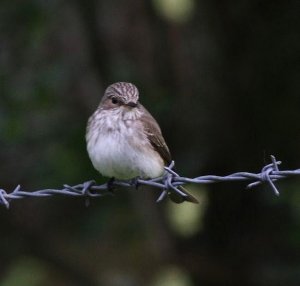 Spotted Flycatcher