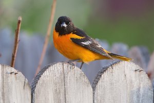 Baltimore oriole