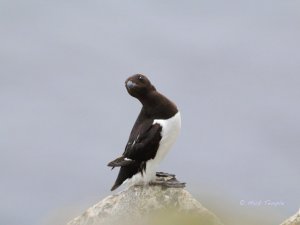 Curious Little auk