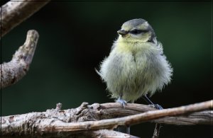 Young Blue Tit.