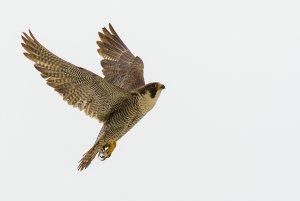 Peregrine coming in to land