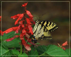 Swallowtail