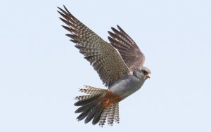 Red-footed Falcon