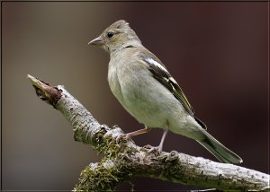 Chaffinch