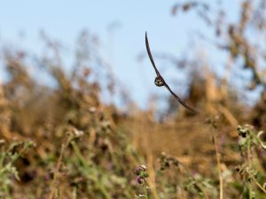 Sand Martin