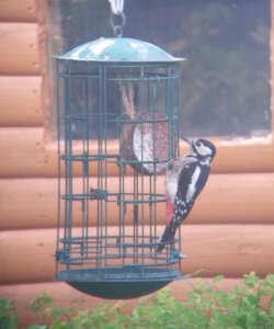 Great Spotted Woodpecker On Feeder