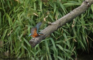 Kingfisher