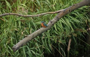 Kingfisher