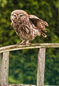 Little Owl