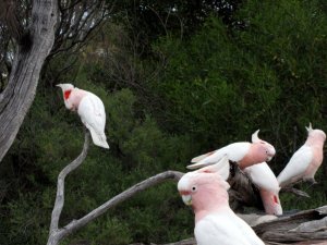 Pink Cockatoo