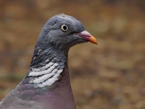 Wood Pigeon