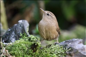 Wren