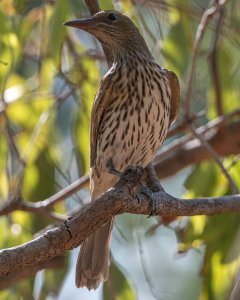 Olive-backed Oriole