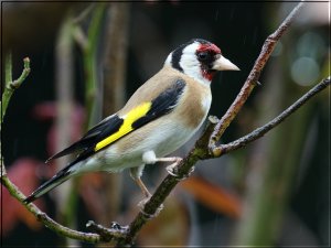 Goldfinch