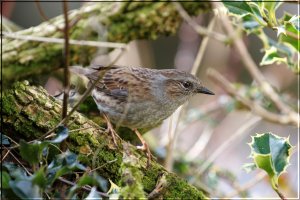 Dunnock