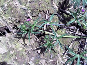 Cut Leaved Crane`s-bill.