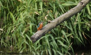 Kingfisher