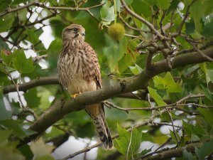 Kestrel - Juvenile