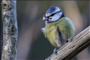 Blue Tit