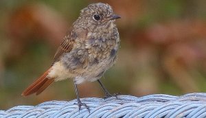 Young Redstart- another