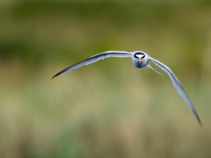 Little Tern