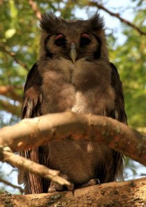 Verreaux's Eagle Owl