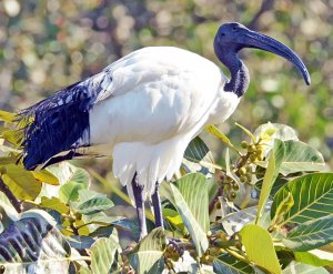 African Sacred Ibis