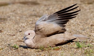 Eurasian Collared Dove taking a Sunbath