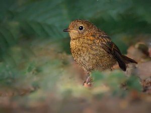 Young Robin