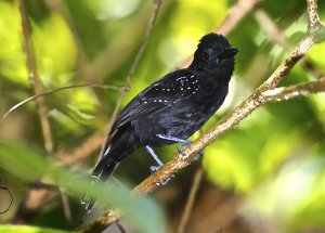 Black-hooded Antshrike (male)