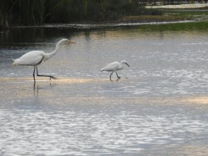 Egrets