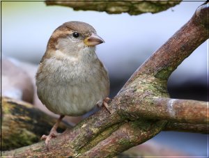 Sparrow