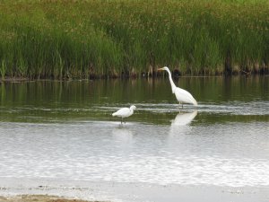 little and large