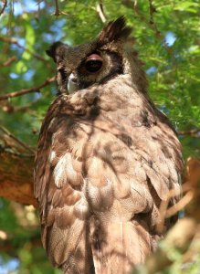 Verreaux's Eagle Owl