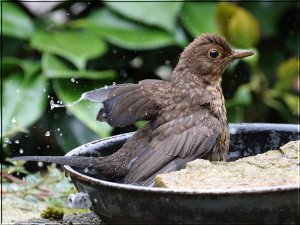 Young Blackbird