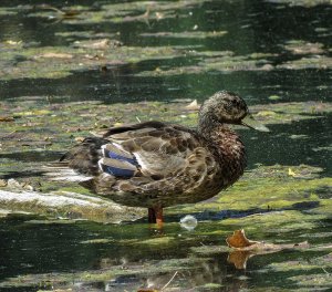 Mallard (female)