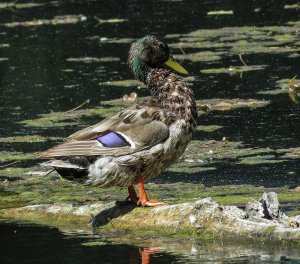 Mallard (male)