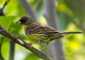 Emberiza personata