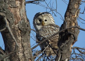 Strix uralensis