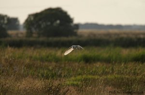 Barn Owl