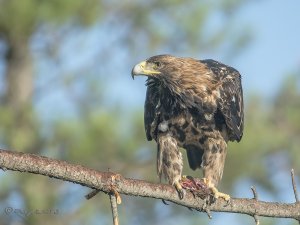 Aquila adalberti - guila Imperial Ibrica - Spanish Imperial Eagle