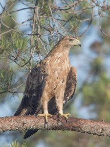 Aquila adalberti - guila Imperial Ibrica - Spanish Imperial Eagle